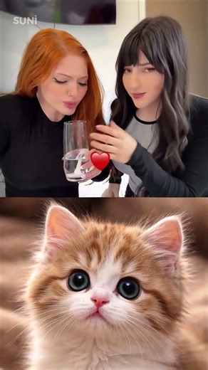 React to trolls, you lose 2#🤡 #troll #cat #viral #reaction