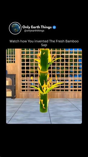 Only Earth Things | Ancient people discovered fresh bamboo sap by carefully tapping young bamboo stalks and collecting the clear liquid that slowly seeped out.... | Instagram