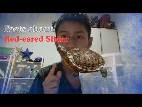 Facts About the Red-eared slider Turtle !