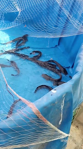 10K views · 137 reactions | BioFlock Cat Fish Farming #bioflockfishfarming #fishfarming #hwaleedahmed #foryou #viral #trending #viralfyp #tranding #100kaamhain #songs #choza #youtube #pets #vlog #viral #vlogger #incubator #parrotlovers #petcare #diy #indian #chozha #viral #vlogger #parrots #hobby #Naats #urdu #india #pets #vlogs #vaccine #parrotlife #hatchery #dehat #gaon #village | H Waleed Ahmed | Facebook