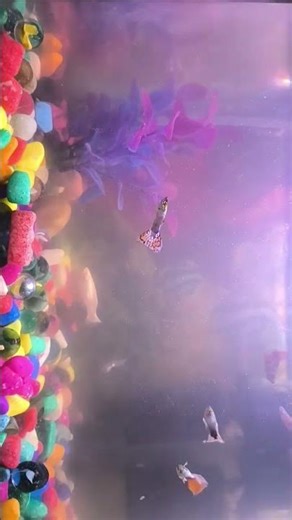 best fish 🐟😀 real guppy Riaz guppies breeding