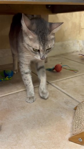 Brevard County, FL - South Animal Care and Adoption Center on Reels