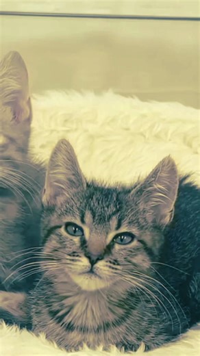 Kittens Do Red Dwarf 🐱🐱 😆