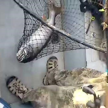 East Lake Oregon 12 pound Mackinaw. caught by Chris Fenton lake record.