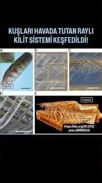 UÇUŞ TÜYLERİNDE RAYLI KİLİT SİSTEMİ KEŞFEDİLDİ!