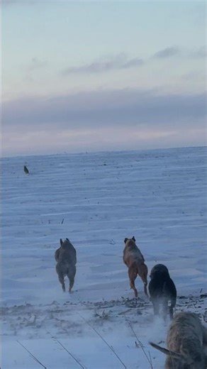 Hunting Dogs vs Coyotes - Deep Snow Showdown