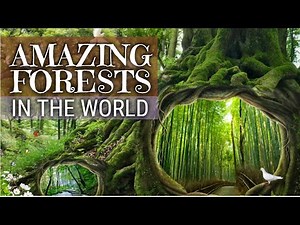 7 Most Amazing Forests In The World