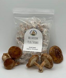 Shiitake Mushroom Plug Spawn 100x - FREE USA Shipping - Etsy