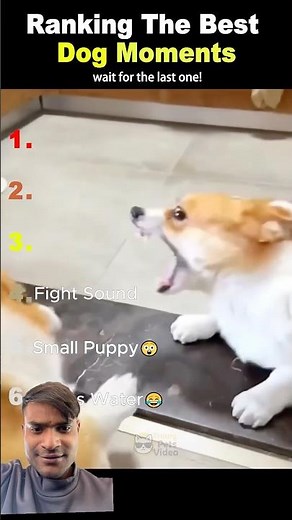 “Best Dog Videos of All Time 🐶🔥 #Shorts #dogshorts #viral