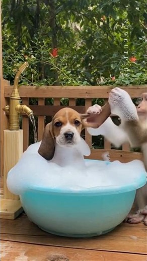 The Day a Baby Monkey Gave a Full-Service Bath #babymonkey #kitten #babyostrich