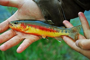 Golden trout - Alchetron, The Free Social Encyclopedia