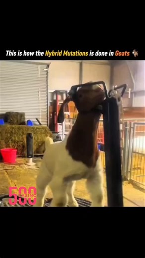 INTERESTING FACTS on Instagram: "🐐✨ This is how hybrid mutation is done in goats! 🔬 Through selective breeding and modern genetics, scientists can combine traits—like stronger immunity, higher milk yield, or faster growth. DNA editing tools such as CRISPR allow precise changes, making farming more efficient. 🤯 What looks like science fiction is actually real biotechnology shaping the future of agriculture. Would you support hybrid animals if it improves food security? 🌍 #ScienceExp #Genetics