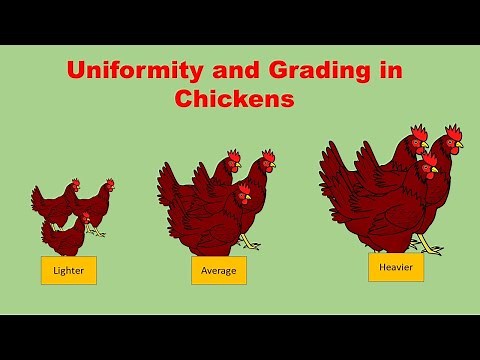 Uniformity in poultry flocks - how to calculate