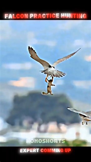 Falcon Training to Hunt Prey 🦅 From Beginner to Pro Predator! #shorts