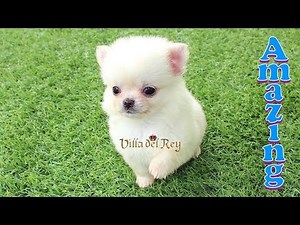 Chihuahua de pelo largo. Hembra blanca. White long haired Chihuahua - Female Puppy