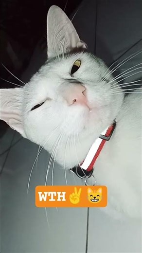 Magical Box! #thatlilttlepuff