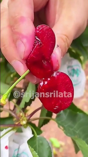 Cherry fruit cutting #growing #fruit #grafting #garden #gardening #farming