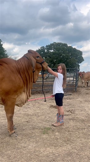 Abigail said we can’t end the day with a sad video! 🫶🏼 At the ripe age of 8 she very much understands the meaning of loss on the ranch! Thank you to each of you that have sent prayers and thoughts to her. We’re still sad; but we know we did all things possible. We had a rough day and were very much done with ranching today but we’re obviously never gonna be done done. It’s in her blood. We’ll see y’all in a couple days with some happy content. For now; here’s Abigail and her favorite two babes