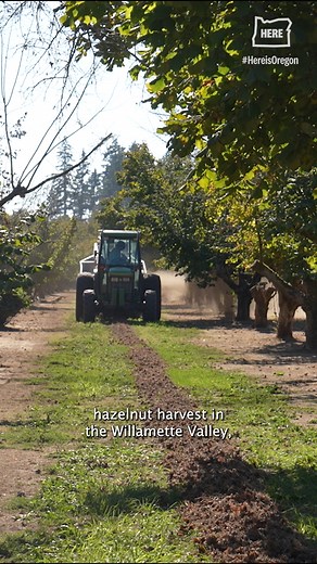 44K views · 1K reactions | October is hazelnut season in Oregon. As...