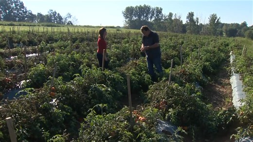 On my last week of work I'm still finding old stories I've done. This one, at a local farm eating ripe tomatoes from the vine, makes me smile thinking about warm sunny days ahead. #Pittsburgh #farmtotable | Michelle Wright WTAE