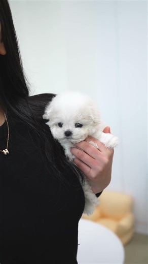 Super tiny Bichon🩷 - Aloha Teacup Puppies #bichonfrise #teacup #babyboy #cutedog