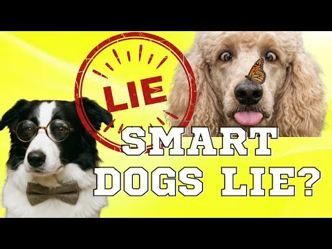 Smart Dogs: Myths vs Reality 🐩