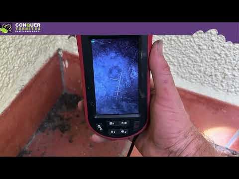 See Inside a Termite Nest in a Tree! Borescope Camera in Action