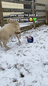 Born at Farm Sanctuary, Ashley lamb will grow up surrounded by love and live a lifetime of peace. Her mother, Nirva, was rescued from a heartbreaking case leading to 90 counts of felony animal cruelty. Some animals were starving, and others had already died. Ashley would have faced a far different fate if her mother had not been rescued. Instead, Ashley will never know pain, fear, or neglect at the hands of humans.She’ll only see the beauty of sanctuary. 💚🥹 #farmsanctuary #farmanimals #lambs |