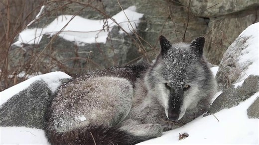 Did you know that a wolf's sense of smell is one of the most powerful in the animal kingdom? With over 200 million scent receptors in their noses, wolves can detect scents from miles away. Their long snouts help them maximize their olfactory abilities, allowing them to track prey, communicate with other pack members, and navigate their surroundings with remarkable precision. 🐺👃 #WolfFact | Wolf Conservation Center