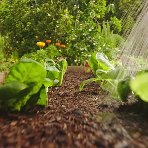 1.8K reactions · 192 shares | Give your flowers, fruit and veg a boost with new Westland Boost liquid plant feed, for four times more blooms than watering alone. With Westland Boost in your watering can, you can.    | Westland Horticulture | Facebook