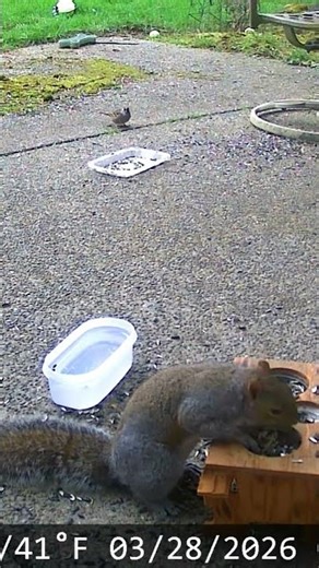 squirrel got scared #greysquirrel