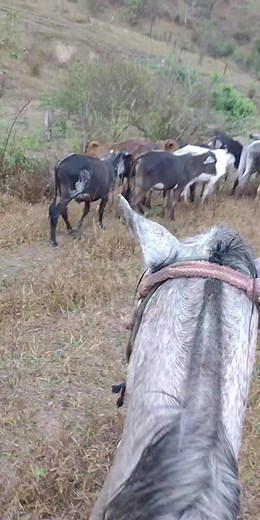 Exploring Diverse Cattle Breeds in Rural Pastures