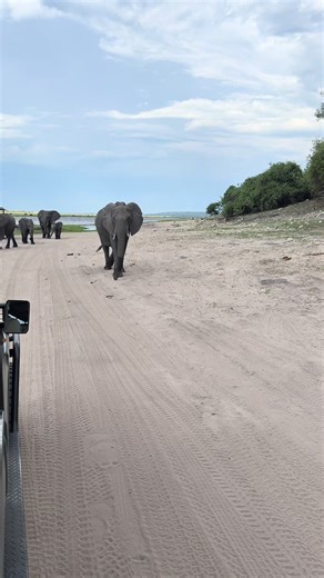 Chobe National Park, Botswana 🐘🥹 #chobe #botswana #safari #elephant #chobenationalpark