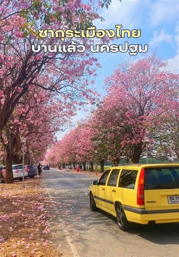 🌸 บานแล้ววันนี้ #ดอกชมพูพันธุ์ทิพย์ 🌸 ม.เกษตร กำแพงแสน 📸 แนะนำมาช่วงเช้าๆคนน้อย ดอกสีชมพูบานสะพรั่งยาวเป็นทางครับ #ชมพูพันธุ์ทิพย์ #มเกษตรกําแพงแสน #ซากุระเมืองไทย #ชมพูพันธ์ุทิพย์กําแพงแสน