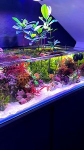 174K views · 5.2K reactions | Say hello to the decorator crab! 呂 #aquarium #fishtank #reeftank #saltwateraquarium #saltwatertank | Danny's Aquariums | Facebook