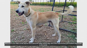 Top 10 Fascinating Facts About the Indian Pariah Dog
