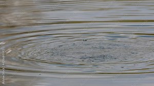 Tufted duck, Aythya fuligula, a small diving duck swimming on the Kleinhesseloher Lake in the English Garden at Munich, Germany