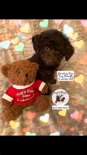 Gray’s Poodles on Reels