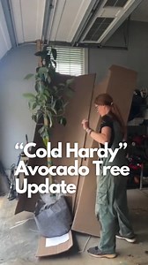 8K views · 1K reactions | In May of 2024 I planted a “cold hardy”...
