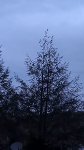 The birds are singing their Spring Songs! We call this guy the Tree-Eater bird, doesn't it sound like he's saying that? Hehe | Heather Brown