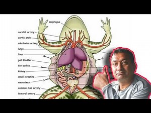 Dissection of frog to expose different anatomical feature/Biology/ For Zoology students