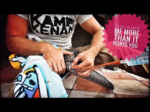 My Favorite Iguana needs an ENEMA!