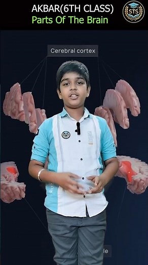 🧠"Explaining the Human Brain Parts – STS Student Edition"| Hyderabad
