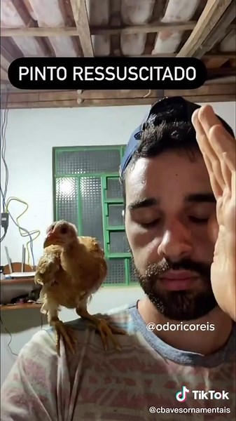Estava praticamente morto @odoricoreis fez um milagre e ressuscitou #pinto #galinha #amor #animais