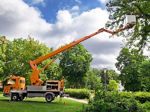 How to Find Good Tree Care Service In the Washington Area