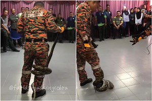 Malaysian fire department’s demo on how to get out of a python’s death grip goes viral