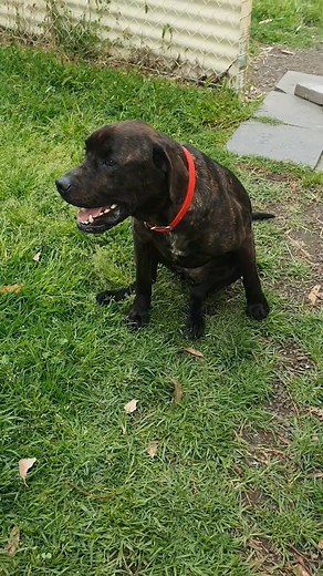 A quick view into life at the Shelter from recent surrender Thor's perspective... Adopted as an older puppy and now returned back to us. Can humans please seriously consider the commitment of raising a dog BEFORE signing an adoption contract and setting off with good intentions. Yes we understand life happens, circumstances change, the cost of living has hit hard and "pets" have become disposable. What we don't understand is how Thor still had his surgical sutures in from his castration surgery 