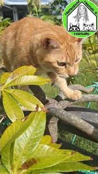 Tigger climbing one of the cat trees planted and grown specially for the cats 🐈 #cats #catsplaying