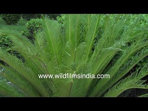 Cycad palm inflorescence, leaves and bracts, as seen in a Delhi garden