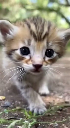 The Cute Porcupine Kitten: What Cat–Porcupine Crossbreeding Looks Like